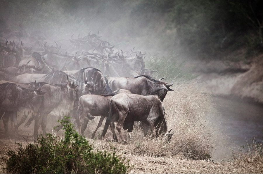 Robin Moore , Wildlife photography, Kenya