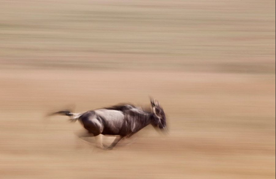 Robin Moore , Wildlife photography, Kenya