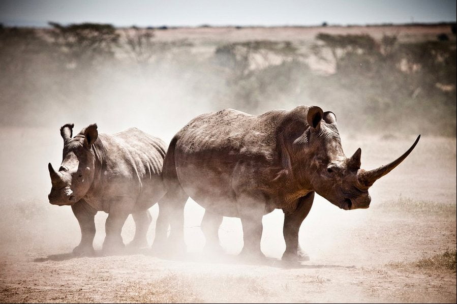 Robin Moore , Wildlife photography, Kenya