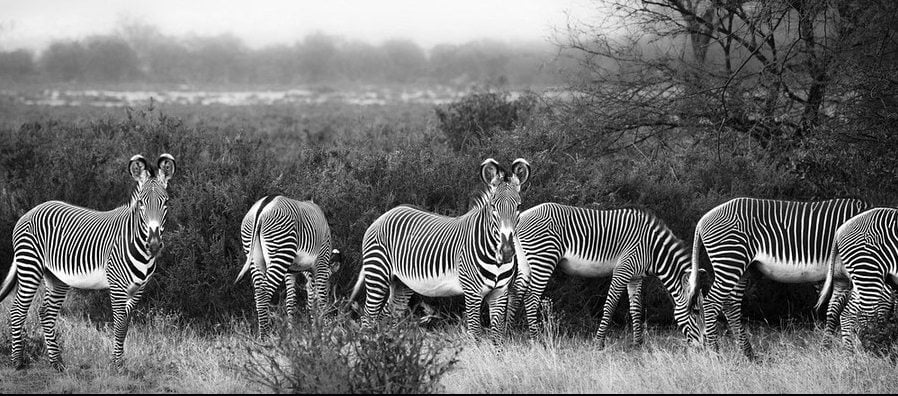 Robin Moore , Wildlife photography, Kenya