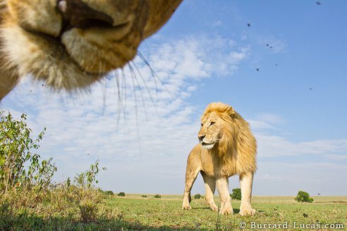 15-photobomb.jpg.492x0_q85_crop-smart