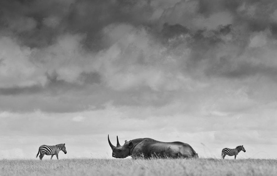 Robin Moore , Wildlife photography, Kenya