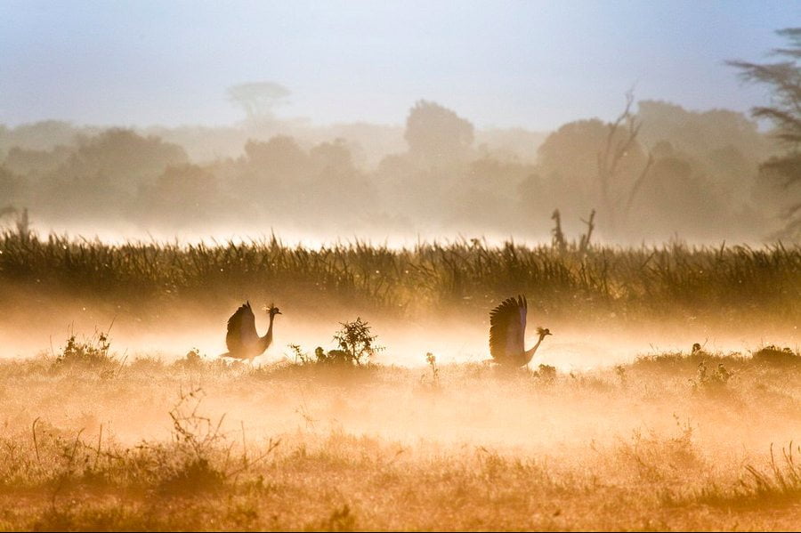 Robin Moore , Wildlife photography, Kenya