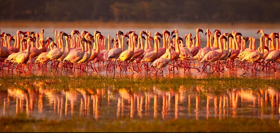 Robin Moore , Wildlife photography, Kenya