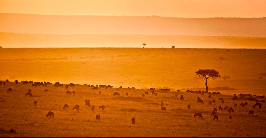 Robin Moore , Wildlife photography, Kenya