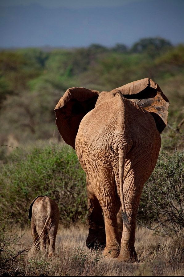 Robin Moore , Wildlife photography, Kenya