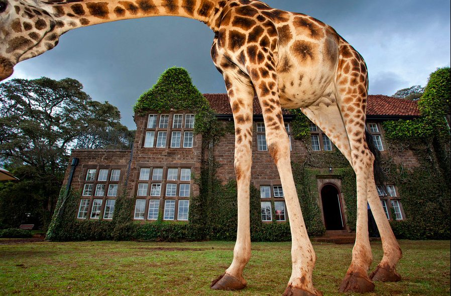 Robin Moore , Wildlife photography, Kenya