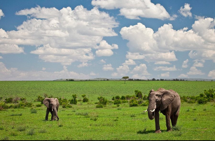 Robin Moore , Wildlife photography, Kenya