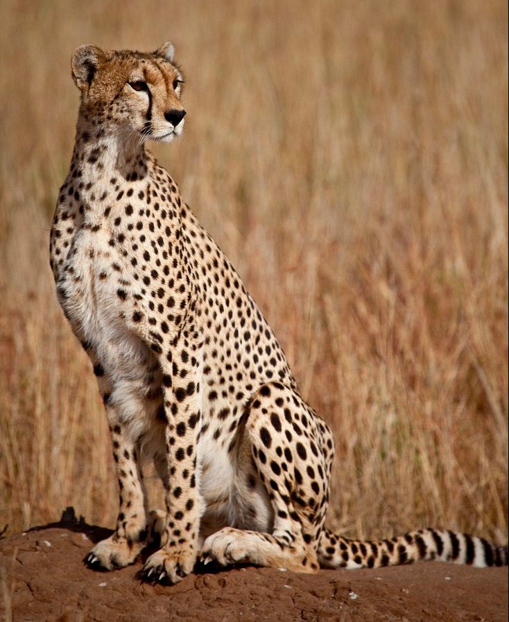 Robin Moore , Wildlife photography, Kenya