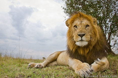 BeetleCam-BurrardLucas-Lion-1