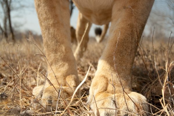 lion-steals-camera-legs-close_19578_600x450