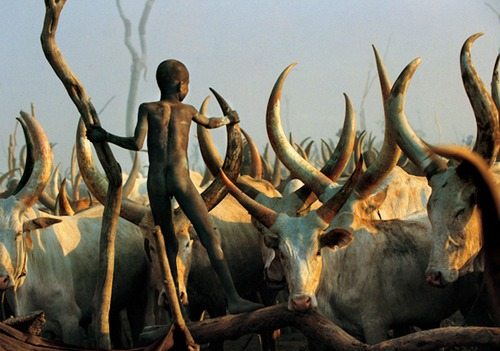 Dinka Child Climbimg among Horns