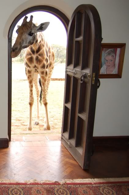 Giraffe_at_the_front_door_Giraffe_Manor_Nairobi_Kenya