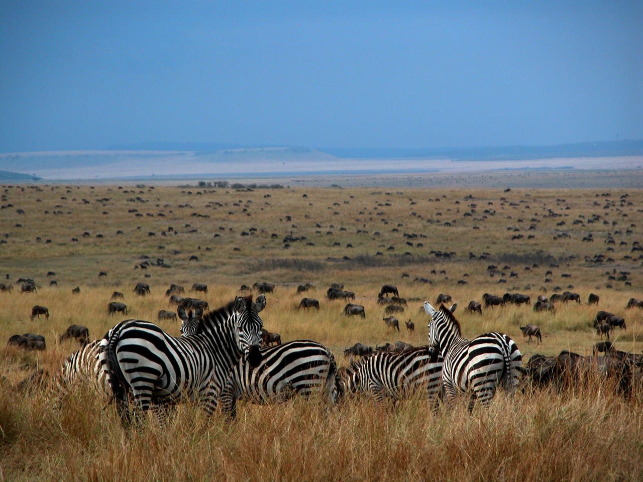 Zebra Overlooking Migration