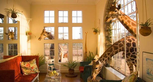 giraffe-manor