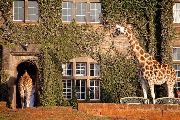 giraffe-mansion_1839389i