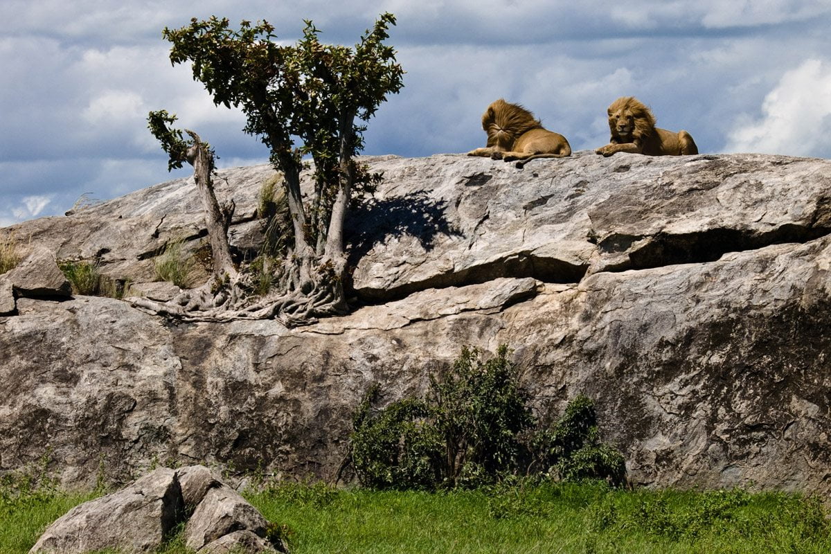 Male Lions on Rock