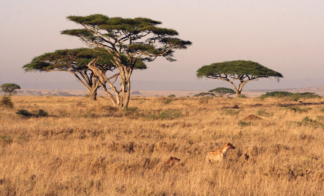 serengeti-landscape