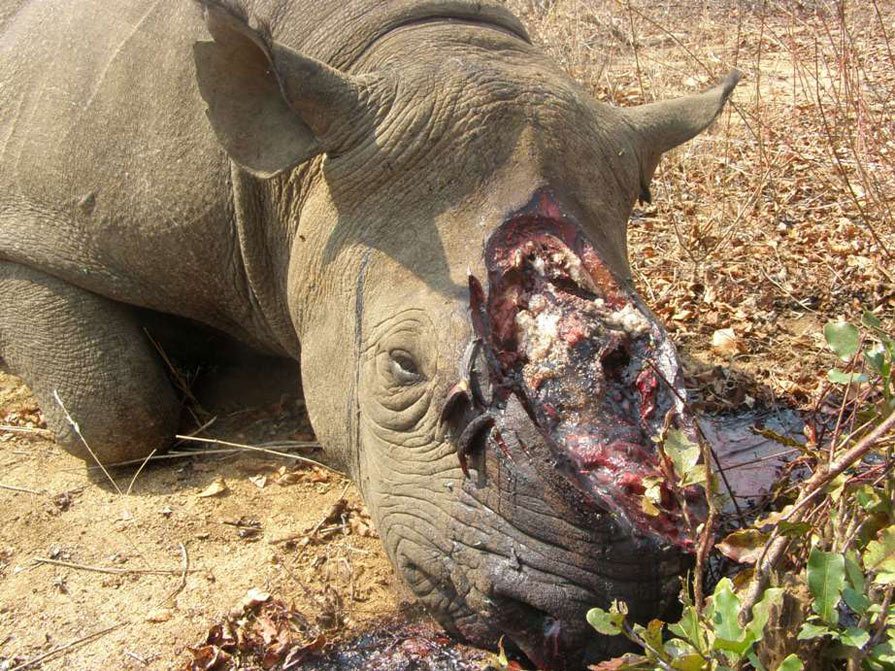 poached-rhino-photo-via-hokoyowildlife-dot-org