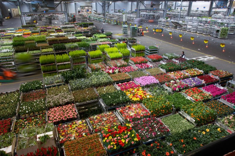 1266515525-FloraHolland Naaldwijk - Distributie planten