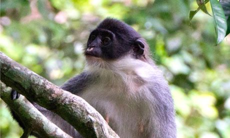 Millers-grizzled-langur-007