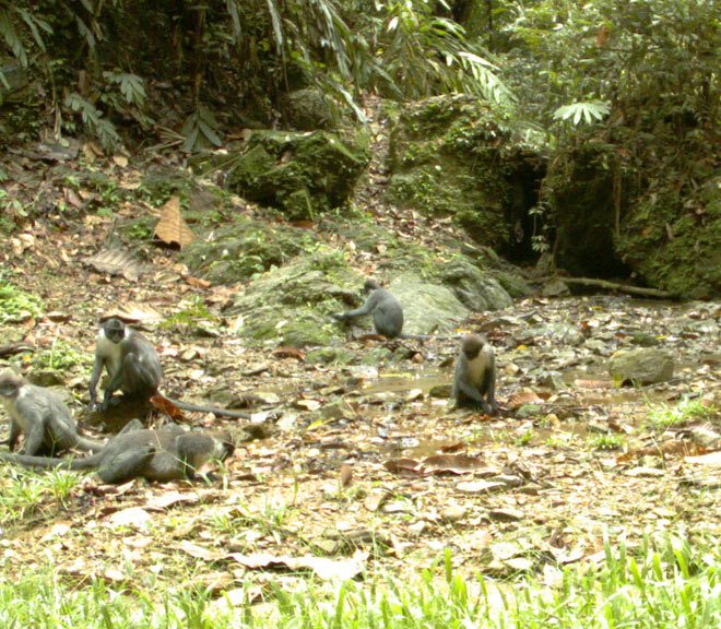 grizzled-langur-monkey-salt-lick-camera-trap-borneo-eric-fell