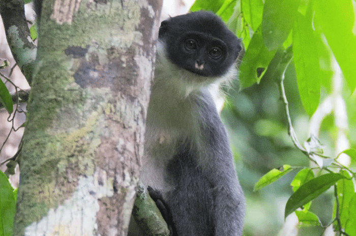 millers-grizzled-langur