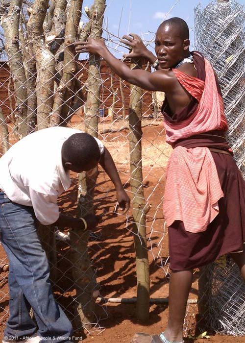 Maasai-Homeowner-installing-living-fence