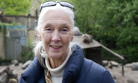 British Primatologist Jane Goodall