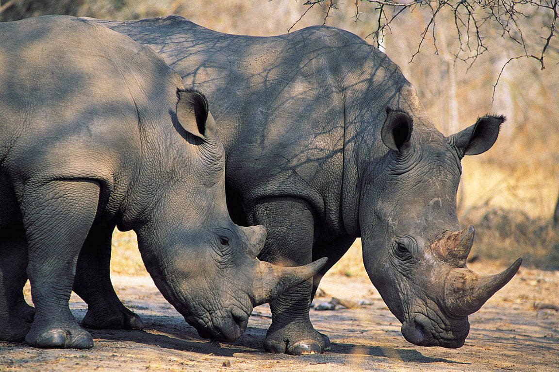 South Africa Mala MalaTwo white Rhinoceros(Ceratotheruim simum)425045