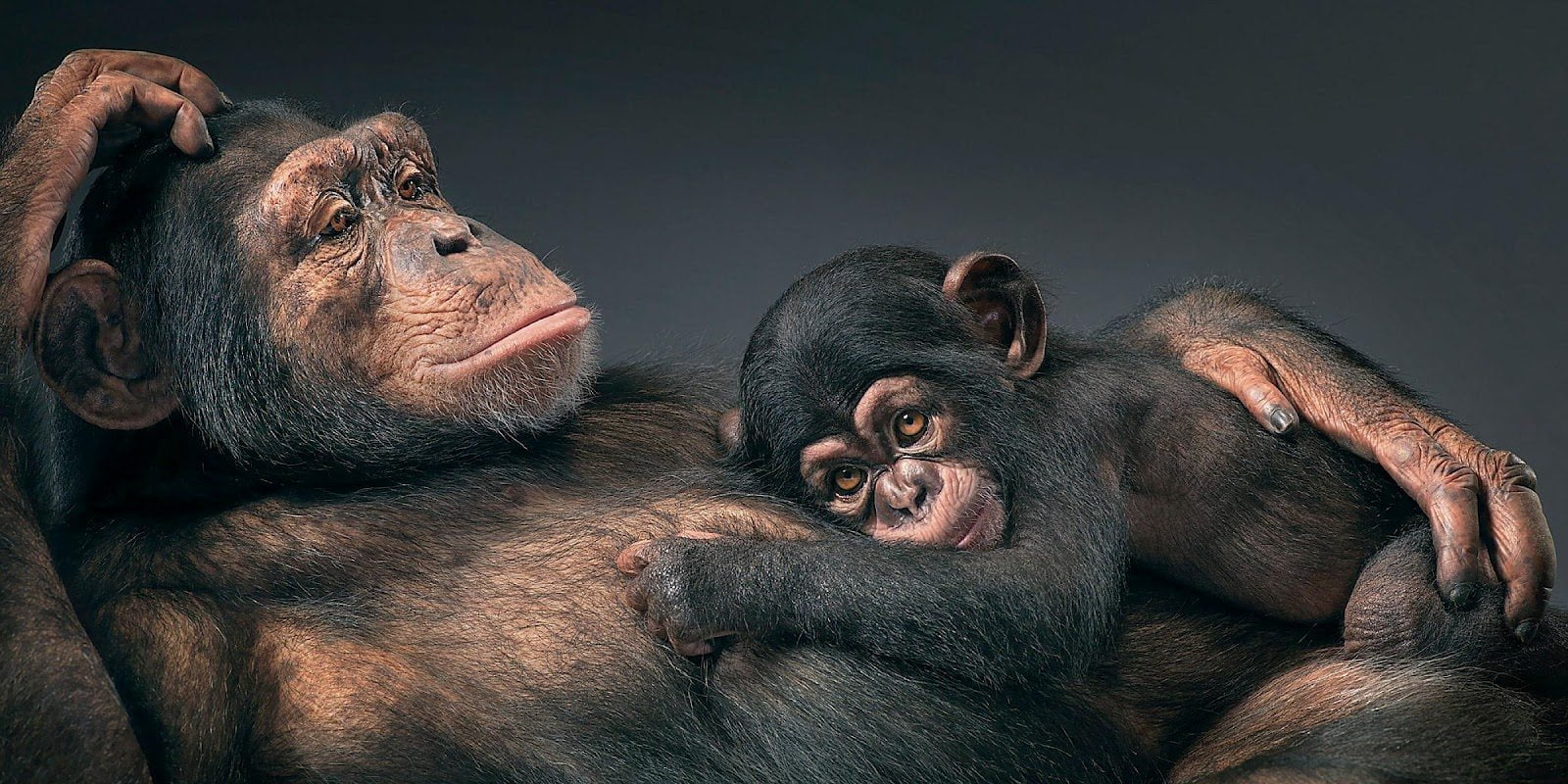 tim-flach-more-than-human-animal-portraits-chimpanzee-mother-and-child